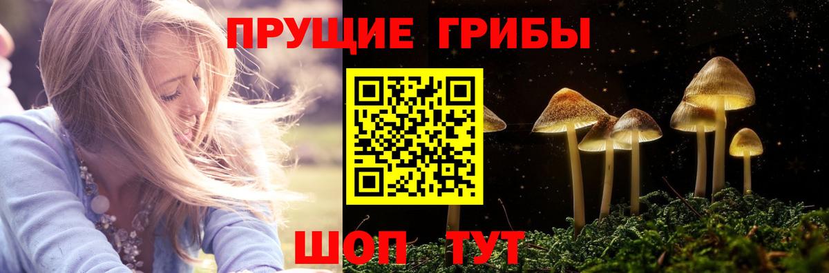 Псилоцибиновые грибы Psilocybe Подольск